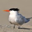 Elegant Tern
